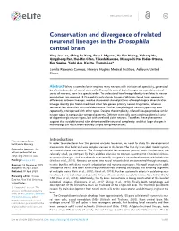 Conservation and Divergence of Related Neuronal Lineages in The