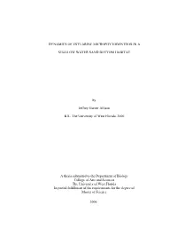 Dynamics of Estuarine Microphytobenthos in A