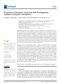 Expression of Enzymes Associated with Prostaglandin Synthesis in Equine Conceptuses