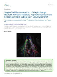 Single-Cell Reconstruction of Oxytocinergic Neurons Reveals Separate Hypophysiotropic and Encephalotropic Subtypes in Larval Zebrafish