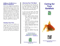 Caring for Your Goldfish