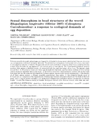 Sexual Dimorphism in Head Structures of the Weevil Rhopalapion Longirostre