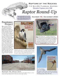 Raptor Round-Up