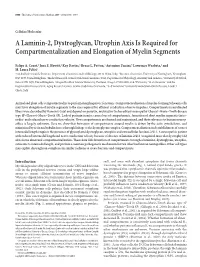 A Laminin-2, Dystroglycan, Utrophin Axis Is Required for Compartmentalization and Elongation of Myelin Segments