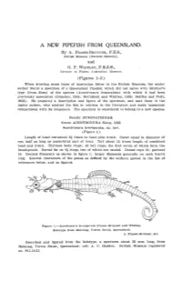 A New Pipefish from Queensland