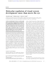 Molecular Regulation of Visual System Development: More Than Meets the Eye