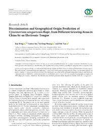 Discrimination and Geographical Origin Prediction of Cynomorium Songaricum Rupr