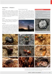 Macrofauna – Coleoptera