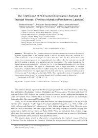 The First Report of Nors and Chromosome Analysis of Tripletail Wrasse, Cheilinus Trilobatus (Perciformes: Labridae)