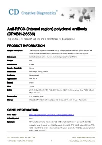 Anti-RFC3 (Internal Region) Polyclonal Antibody (DPABH-26536) This Product Is for Research Use Only and Is Not Intended for Diagnostic Use