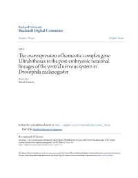The Overexpression of Homeotic Complex Gene Ultrabithorax in The