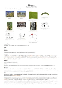 Acacia Tumida Var. Tumida Occurrence Map