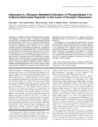 Adenosine A1 Receptor-Mediated Activation of Phospholipase C in Cultured Astrocytes Depends on the Level of Receptor Expression