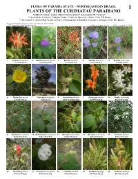 PLANTS of the CURIMATAÚ PARAIBANO Valdeci F