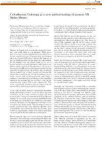Cell Adhesion: Ushering in a New Understanding of Myosin VII Markus Maniak