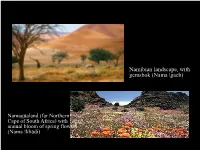 The KHOE Languages As a Whole Differ from Languages of Other Khoisan Groups (JU and TUU Families) in Their: I