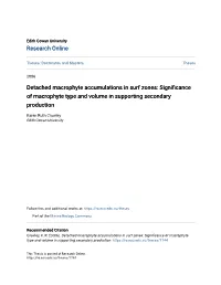 Detached Macrophyte Accumulations in Surf Zones: Significance of Macrophyte Type and Volume in Supporting Secondary Production