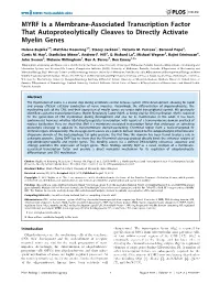 MYRF Is a Membrane-Associated Transcription Factor That Autoproteolytically Cleaves to Directly Activate Myelin Genes
