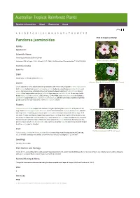 Pandorea Jasminoides Click on Images to Enlarge