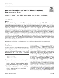 Right Ventricular Phenotype, Function, and Failure: a Journey from Evolution to Clinics