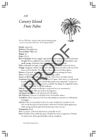 Canary Island Date Palm