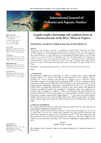 Length-Weight Relationship and Condition Factor in Channa Punctata