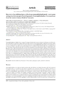 Discovery of an Additional Piece of the Large Gymnophthalmid Puzzle: A