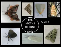 THE MOTHS of JUNE 2020 Slide 1