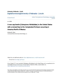 A New Sap Beetle (Coleoptera: Nitidulidae) to the United States with a Revised Key to the Camptodes Erichson Occurring in America North of Mexico