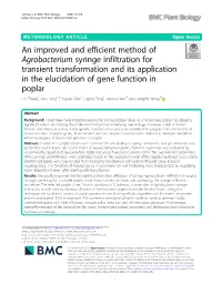 An Improved and Efficient Method of Agrobacterium Syringe Infiltration
