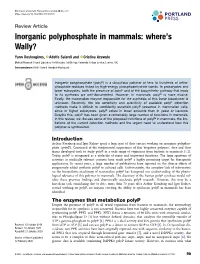 Inorganic Polyphosphate in Mammals: Where’S Wally?