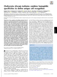 Chelicerata Sdscam Isoforms Combine Homophilic Specificities to Define Unique Cell Recognition