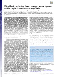 Microfluidic Perfusion Shows Intersarcomere Dynamics Within Single Skeletal Muscle Myofibrils