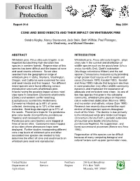 Cone and Seed Insects and Their Impact on Whitebark Pine