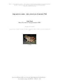 Sapo Partero Común – Alytes Obstetricans