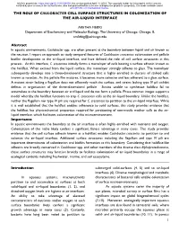 The Role of Caulobacter Cell Surface Structures in Colonization of the Air-Liquid Interface