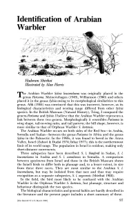 Identification of Arabian Warbler