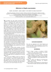 Albinism in Elaphe Sauromates