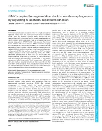 PAPC Couples the Segmentation Clock to Somite Morphogenesis by Regulating N-Cadherin-Dependent Adhesion