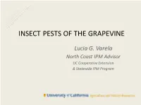 Insect Pests of the Grapevine