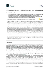 Adhesins of Yeasts: Protein Structure and Interactions