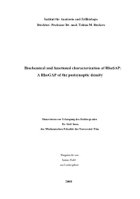 Biochemical and Functional Characterization of Rhosap: a Rhogap of the Postsynaptic Density