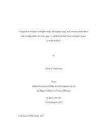 (Orchestes Fagi L.) and Its Novel Host American Beech (Fagus