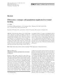Review Fibrocytes: a Unique Cell Population Implicated in Wound Healing