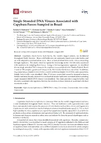 Single Stranded DNA Viruses Associated with Capybara Faeces Sampled in Brazil