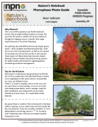 Nature's Notebook Phenophase Photo Guide Acer Rubrum