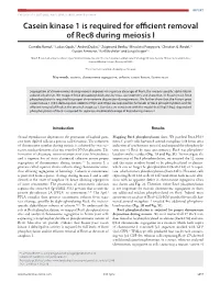Casein Kinase 1 Is Required for Efficient Removal of Rec8 During Meiosis I