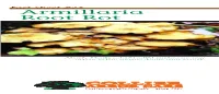 Armillaria Root Rot