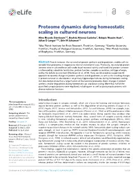 Proteome Dynamics During Homeostatic Scaling in Cultured
