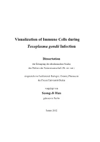 Visualization of Immune Cells During Toxoplasma Gondii Infection